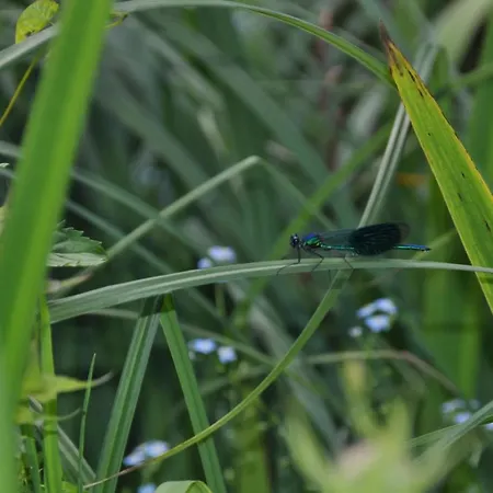 Lueneburger Heide - Rosalie Bad Bevensen